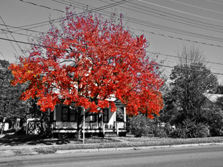 Illustration for article titled Shooting Challenge Fall Leaves Gallery 7